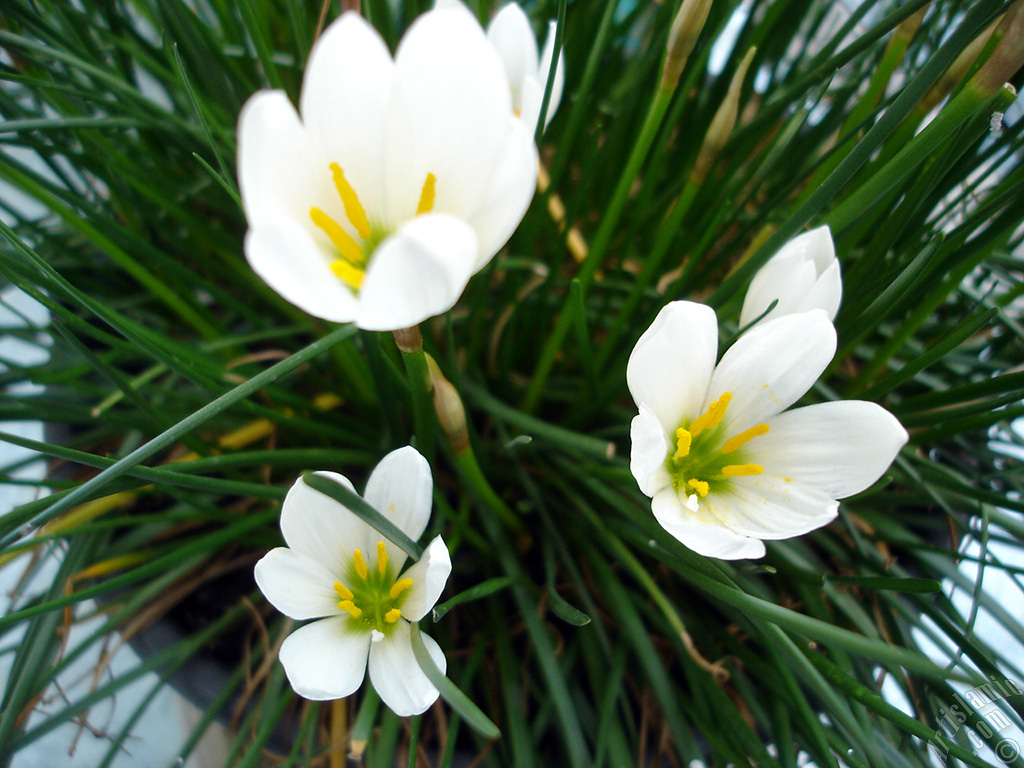 White color flower similar to lily.
