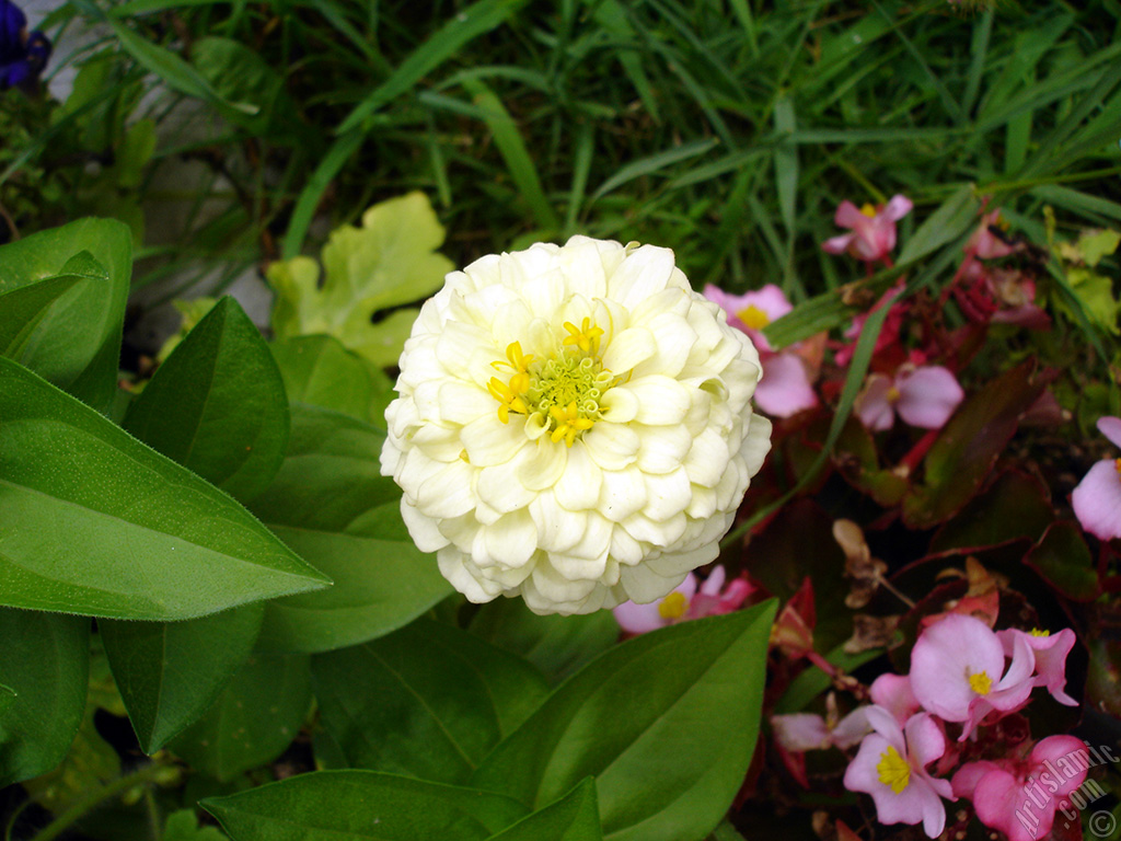 Dahlia flower.
