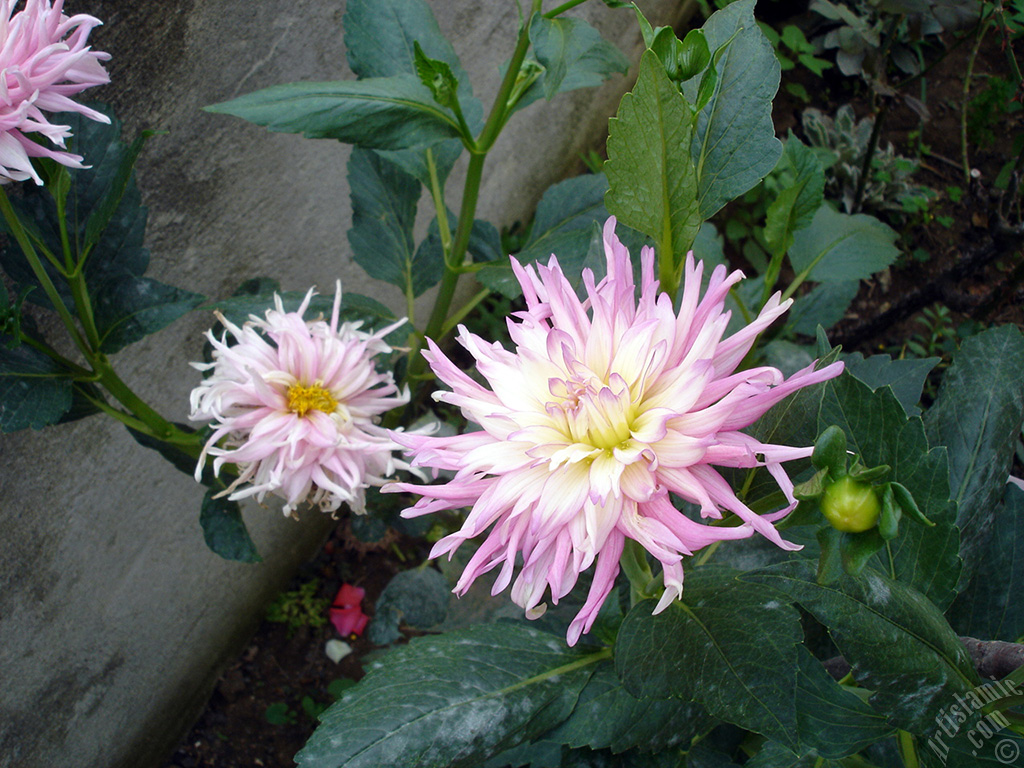Dahlia flower.
