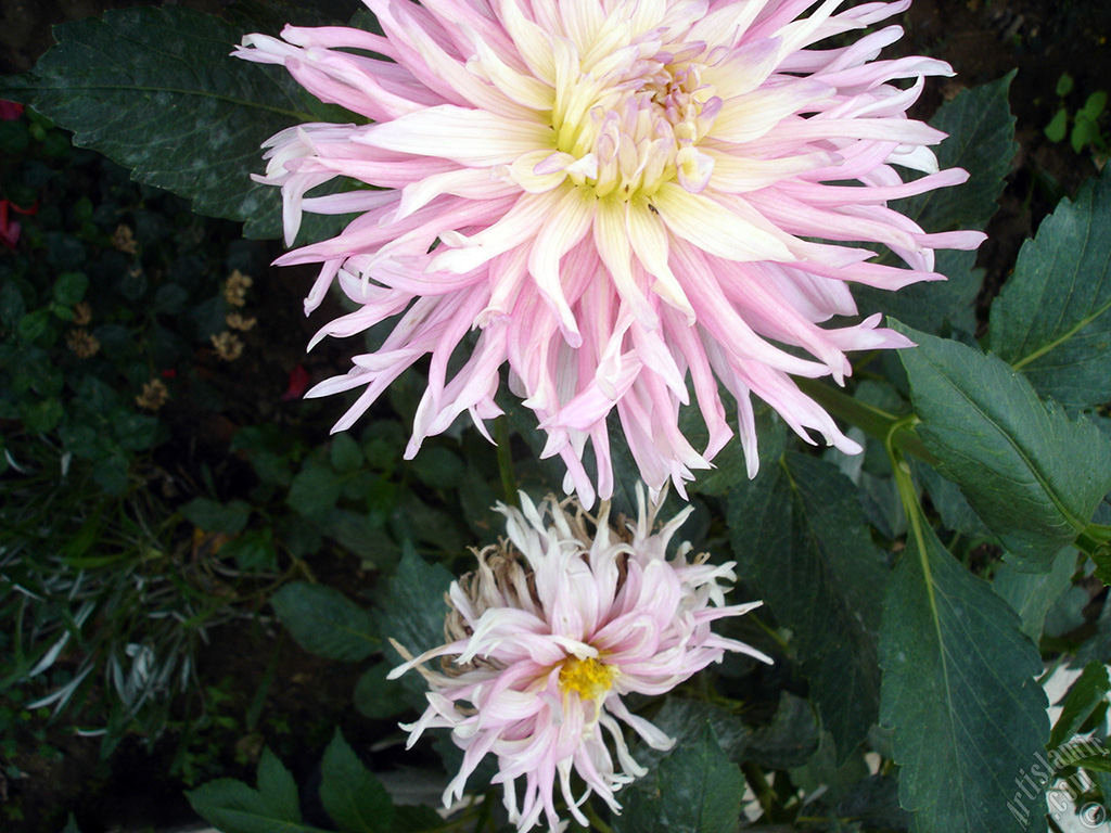 Dahlia flower.

