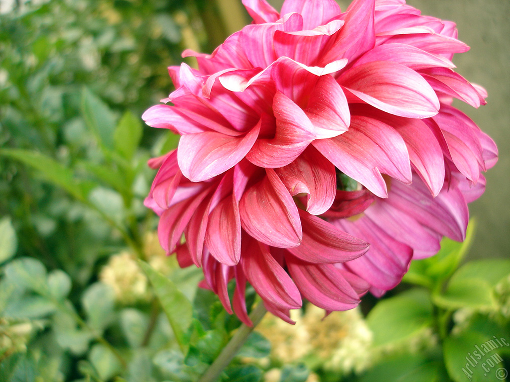 Dahlia flower.
