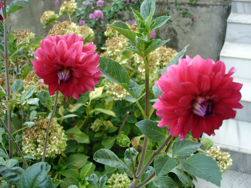 Dahlia flower.
