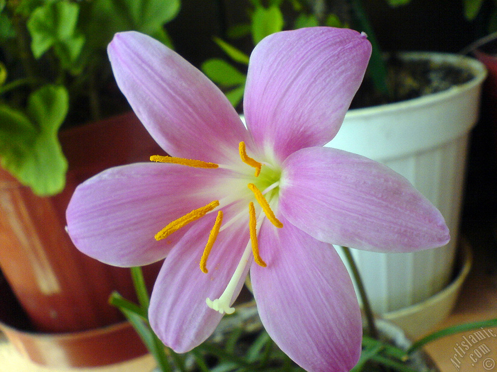 Pink color flower similar to lily.
