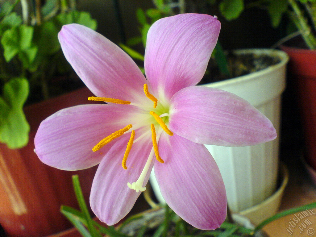 Pink color flower similar to lily.
