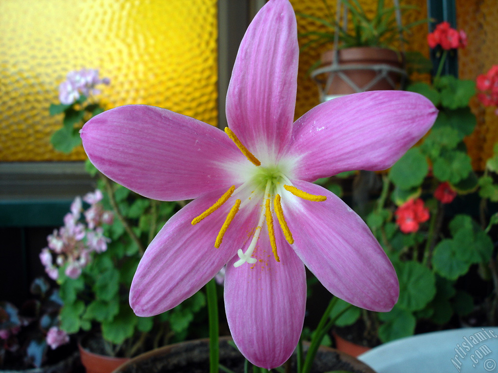 Pink color flower similar to lily.
