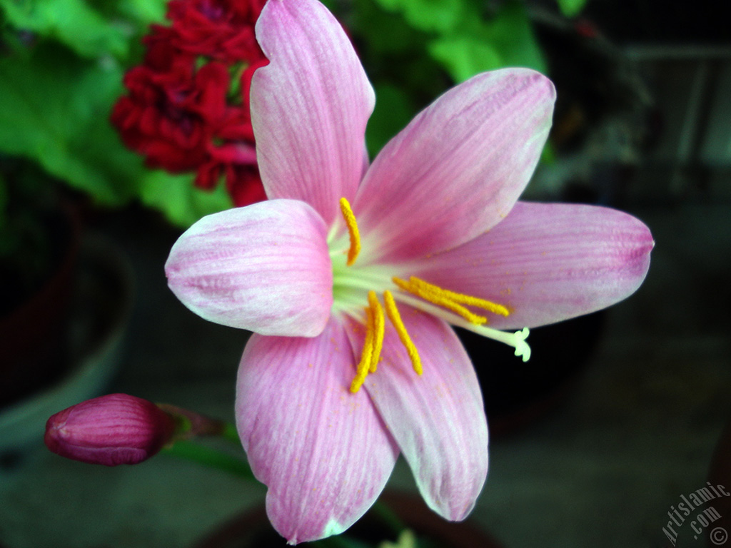 Pink color flower similar to lily.
