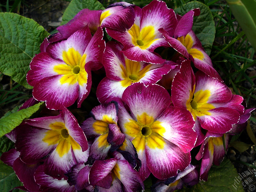 Primrose flower.
