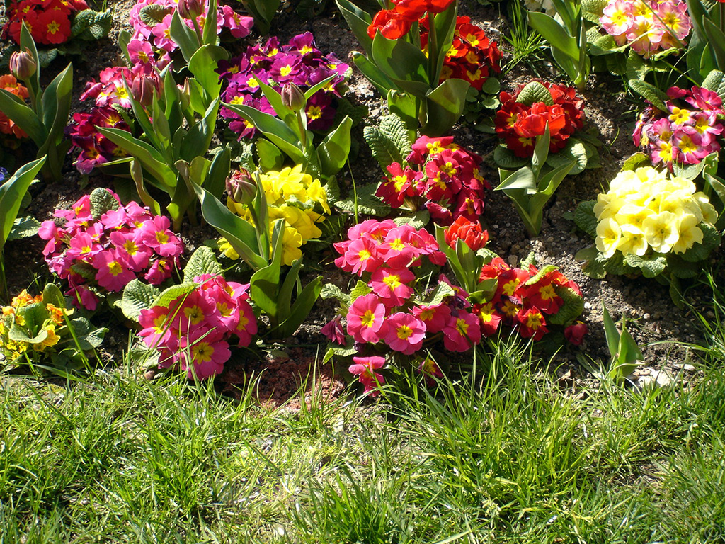 Primrose flower.
