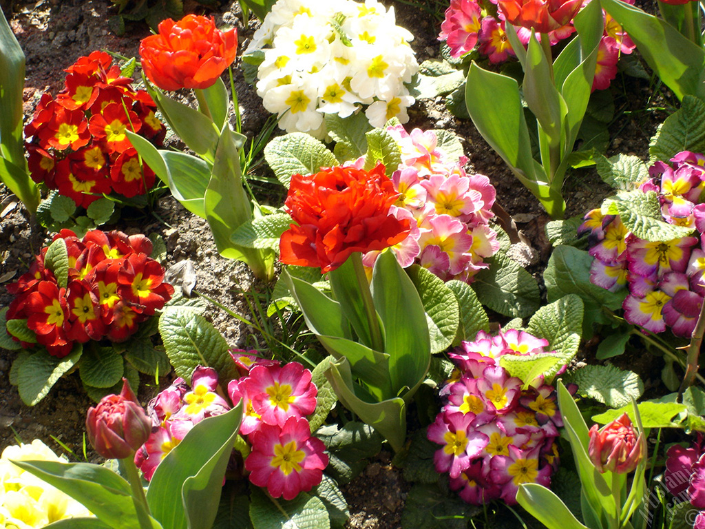 Primrose flower.
