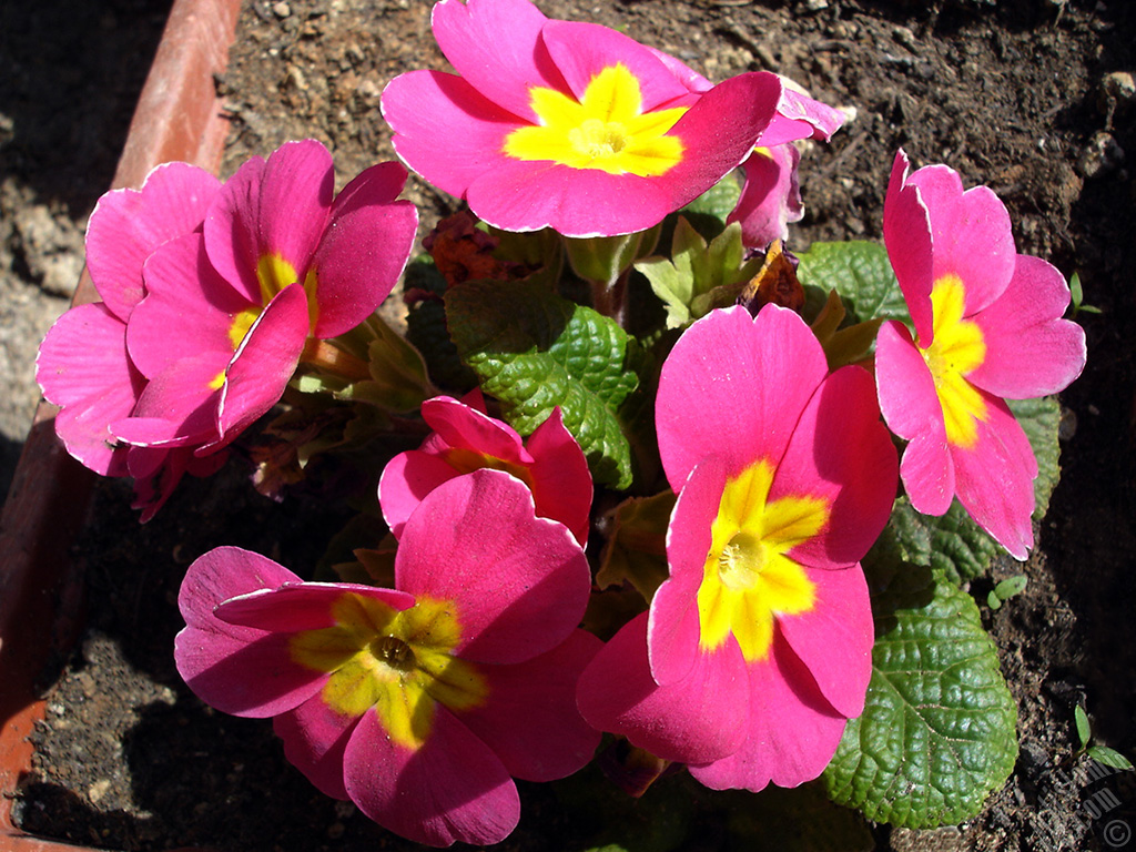 Primrose flower.
