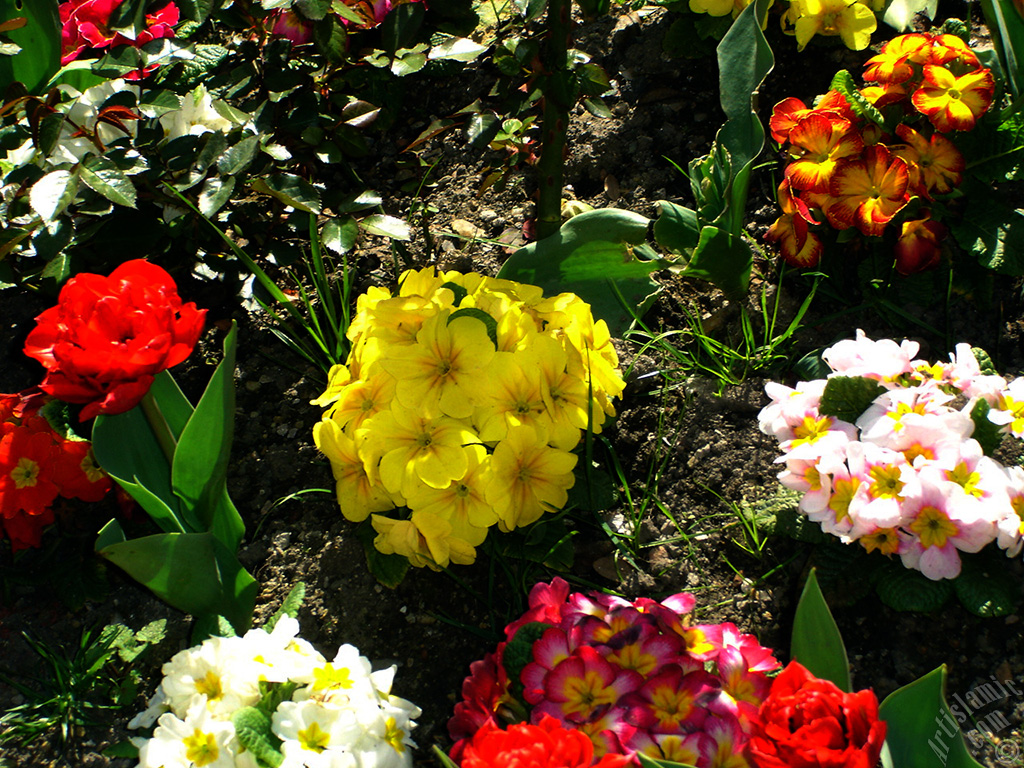 A primrose flower photo.
