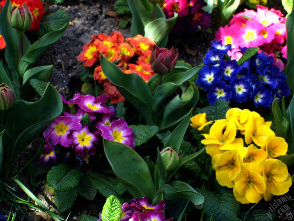 A primrose flower photo.
