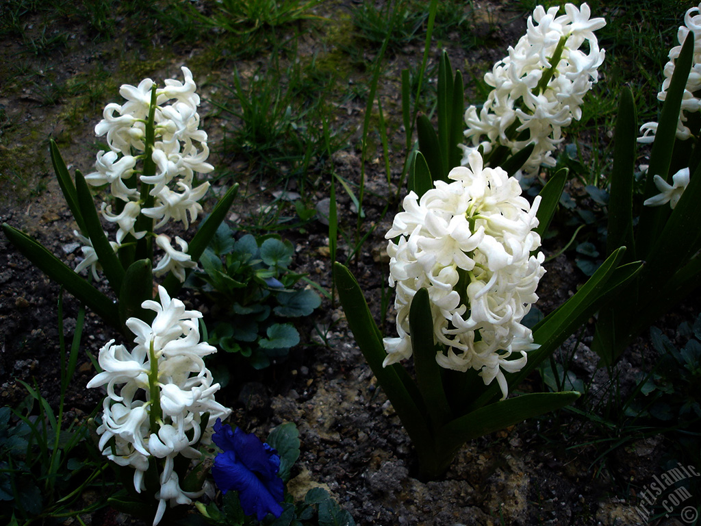 White color Hyacinth flower.
