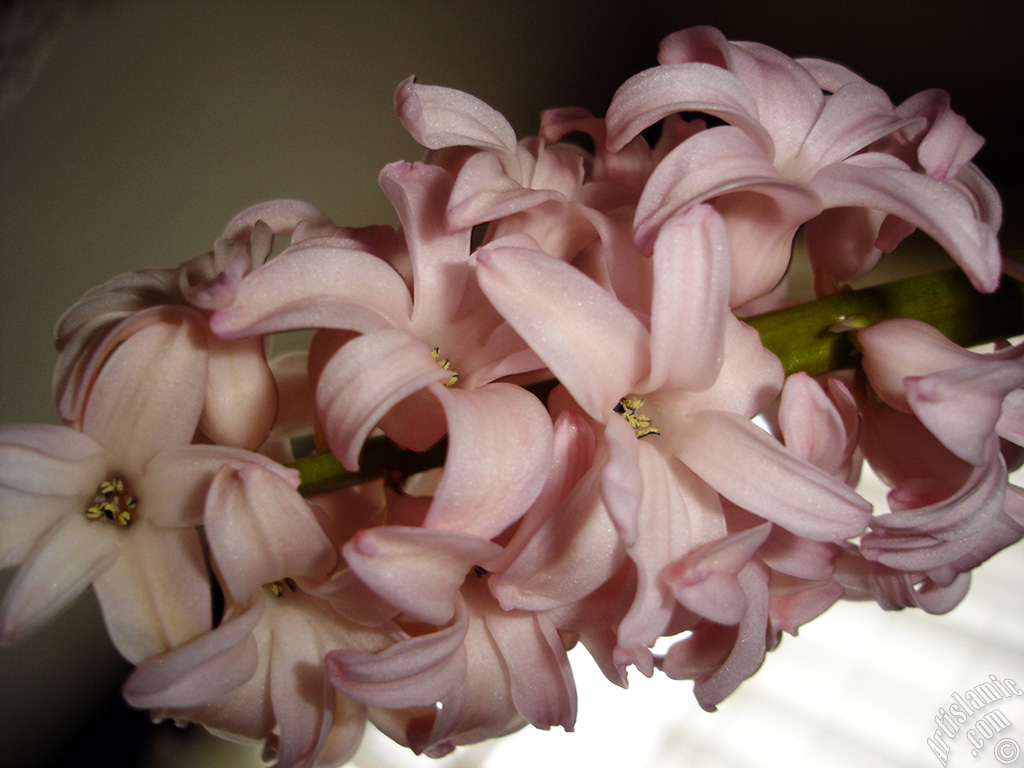 Pink color Hyacinth flower.

