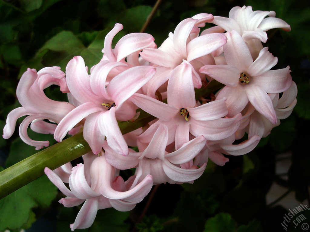 Pink color Hyacinth flower.
