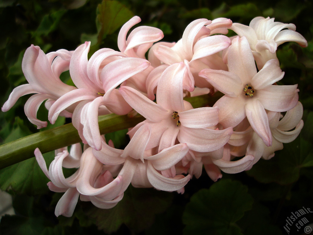 Pink color Hyacinth flower.
