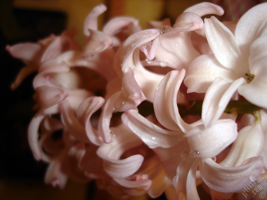Pink color Hyacinth flower.
