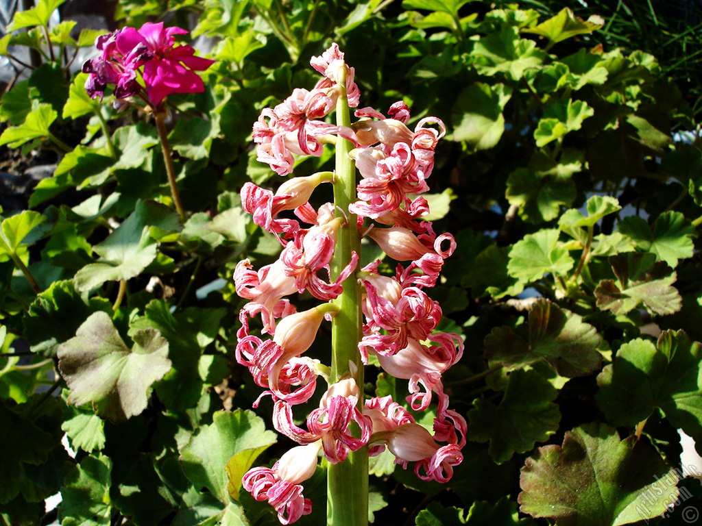 Pink color Hyacinth flower.

