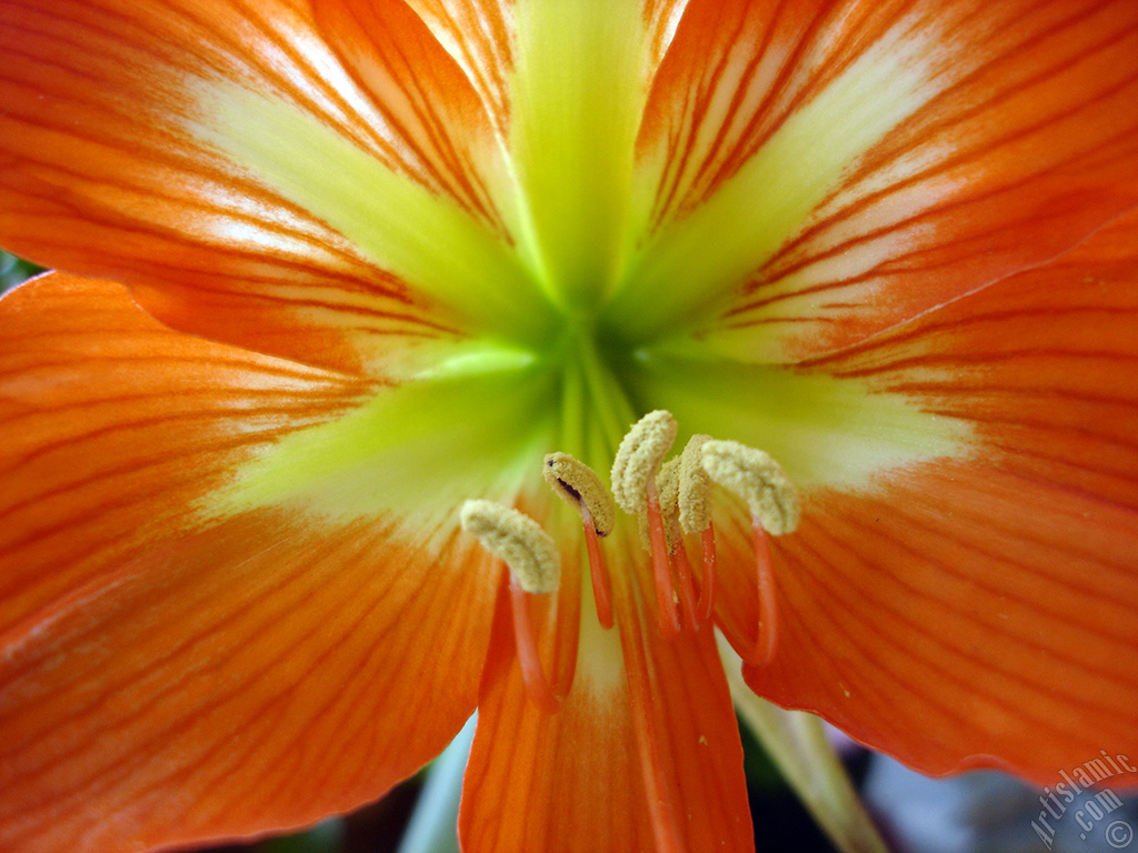 Red color amaryllis flower.
