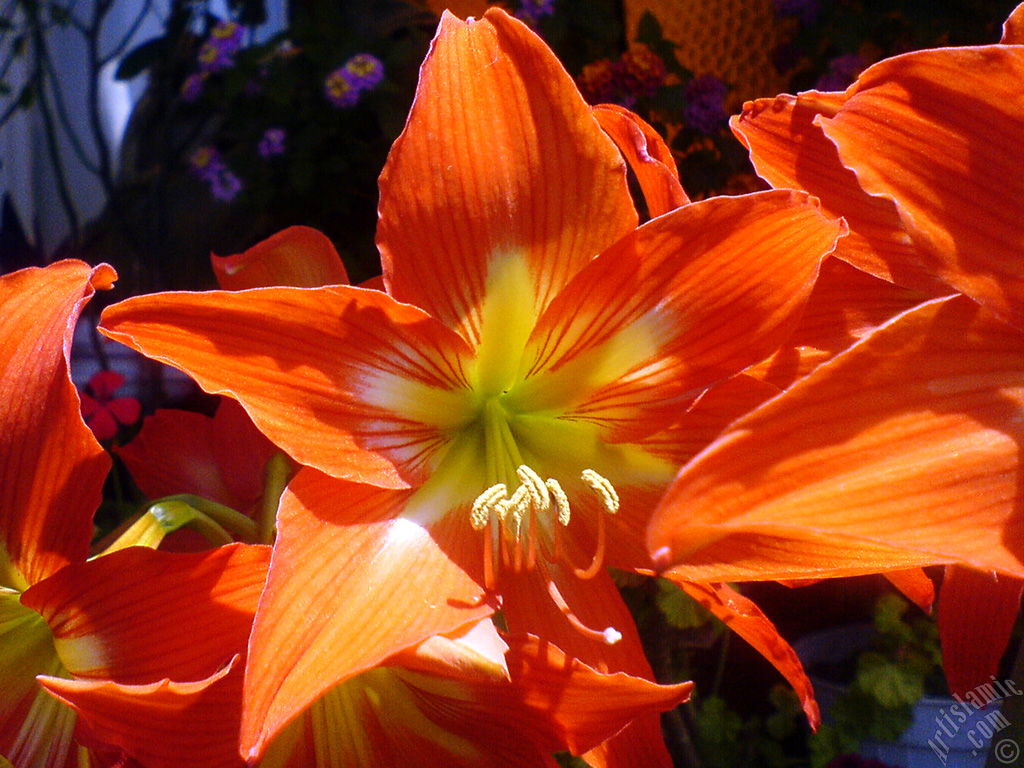 Red color amaryllis flower.
