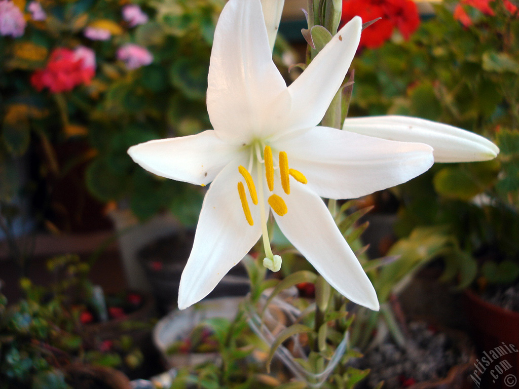 White color amaryllis flower.
