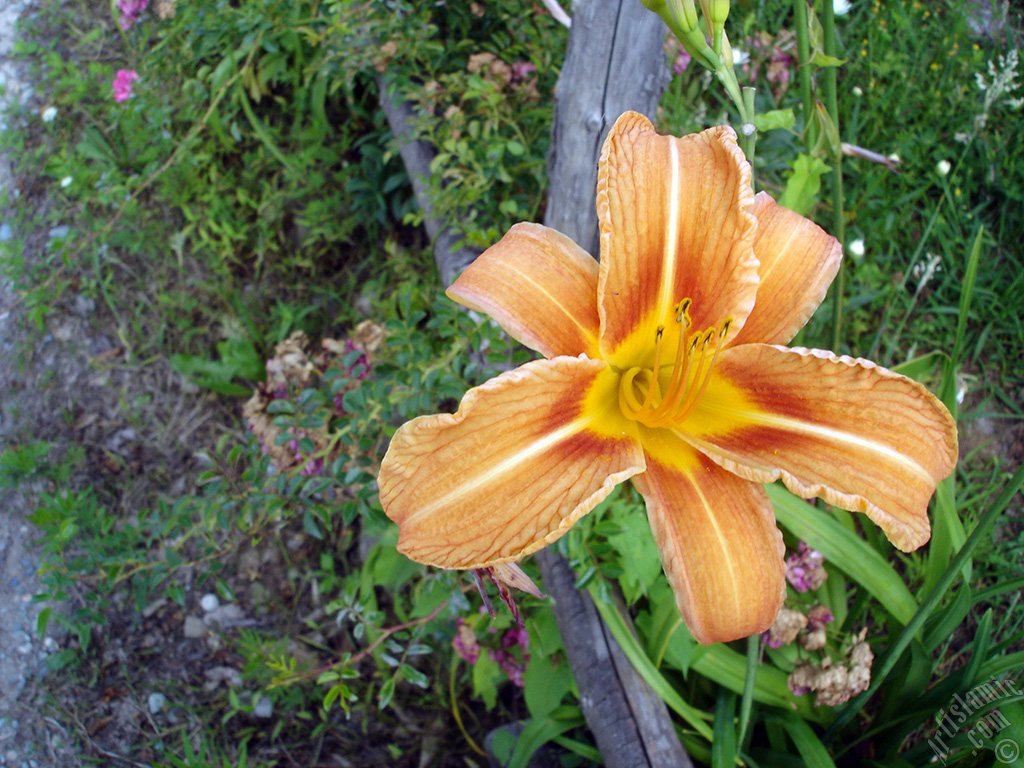 Orange color daylily -tiger lily- flower.
