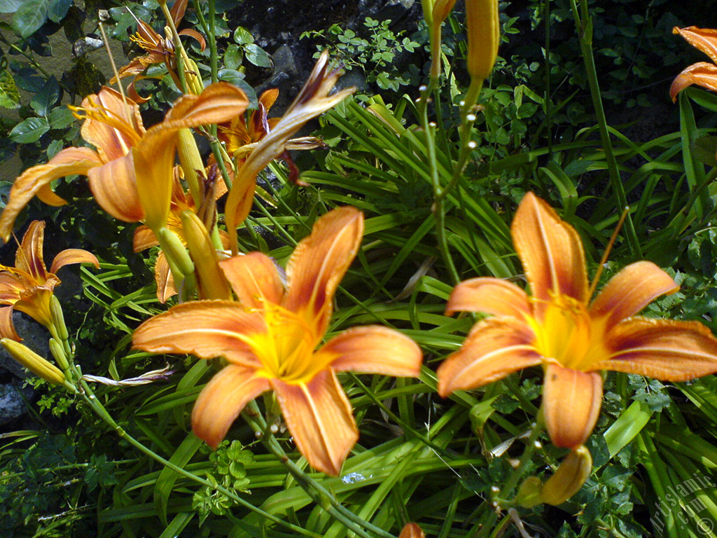 Orange color daylily -tiger lily- flower.
