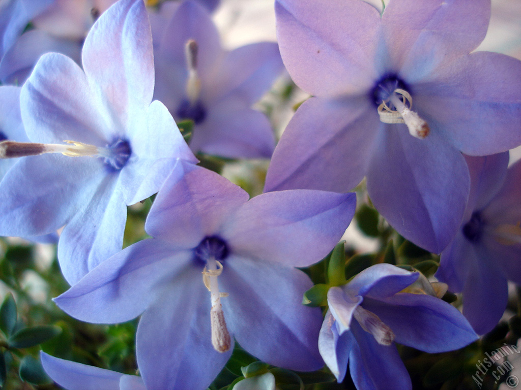 Balloon Flower -Chinese Bellflower-.
