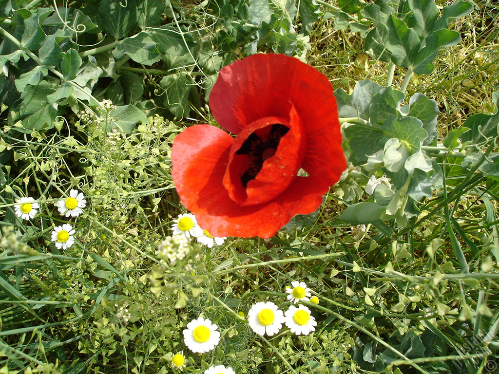 Red poppy flower.
