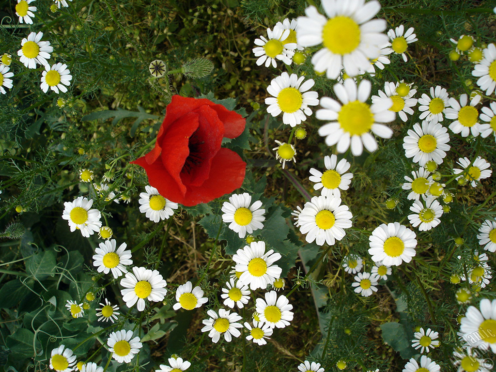 Red poppy flower.
