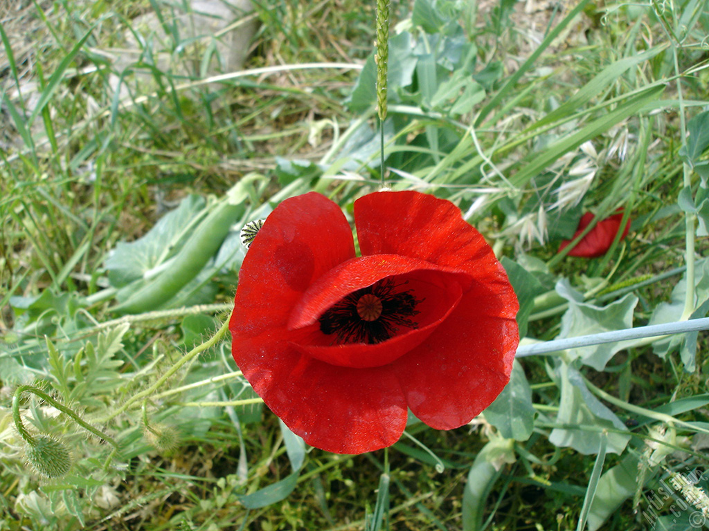 Red poppy flower.
