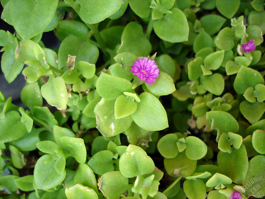 Heartleaf Iceplant -Baby Sun Rose, Rock rose- with pink flowers.
