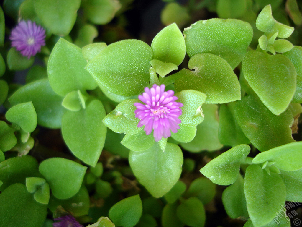 Heartleaf Iceplant -Baby Sun Rose, Rock rose- with pink flowers.
