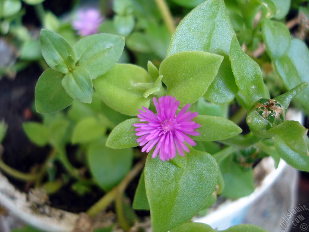 Heartleaf Iceplant -Baby Sun Rose, Rock rose- with pink flowers.
