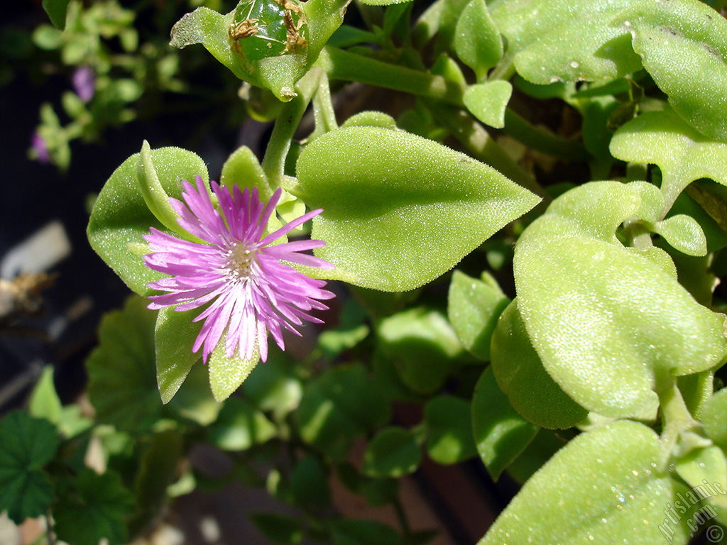 Heartleaf Iceplant -Baby Sun Rose, Rock rose- with pink flowers.

