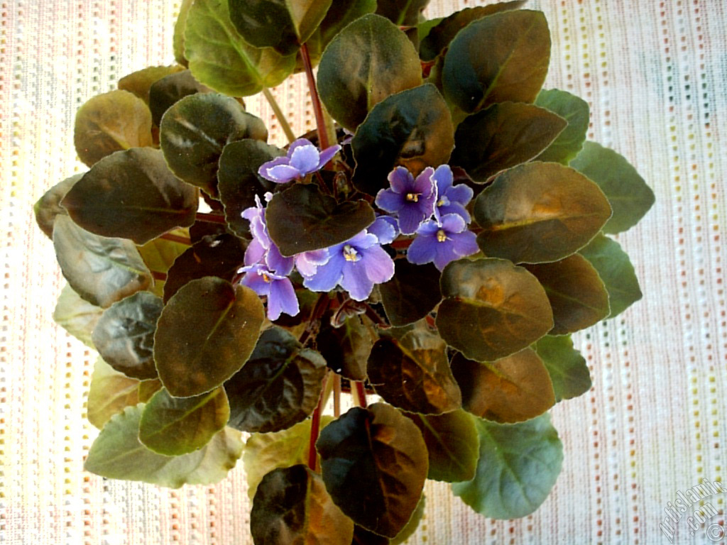 Purple color African violet.
