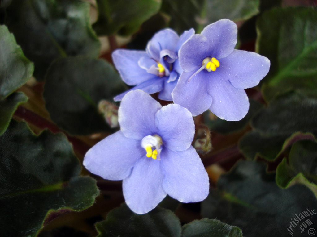 Purple color African violet.
