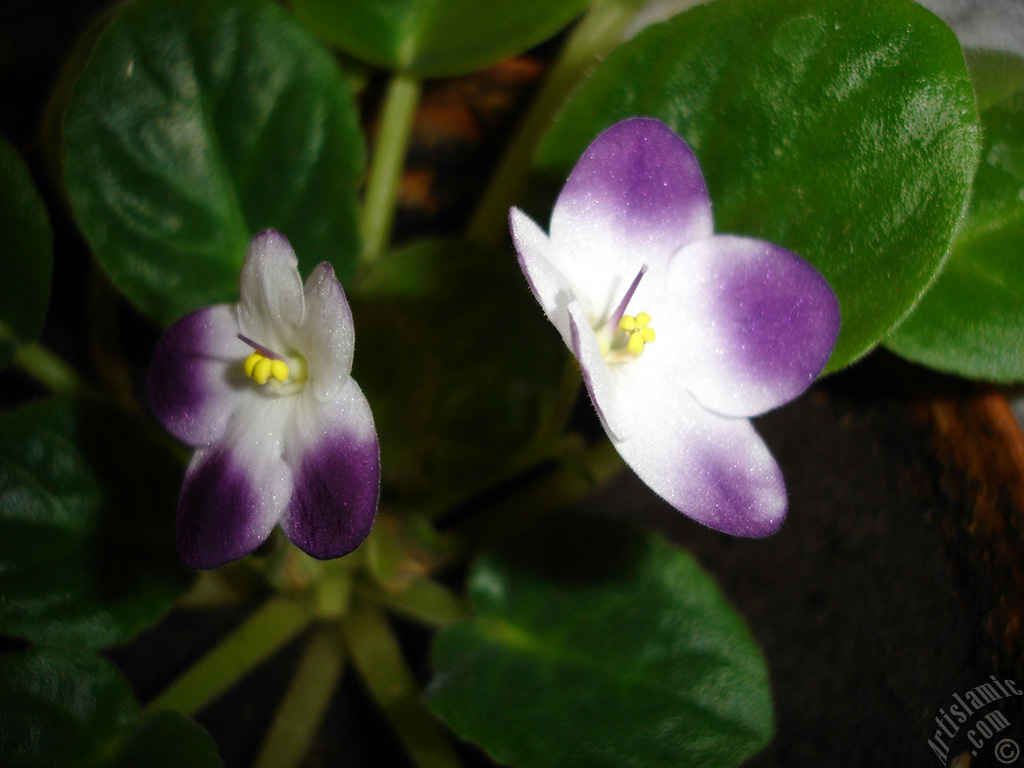 Purple and white color African violet.
