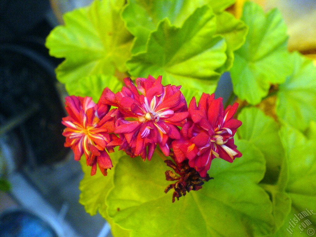 Red color Pelargonia -Geranium- flower.
