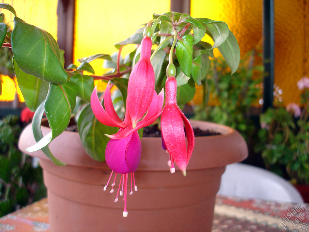 Red and purple color Fuchsia Hybrid flower.
