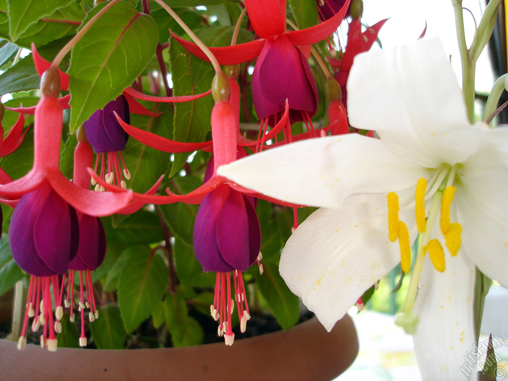 Red and purple color Fuchsia Hybrid flower.
