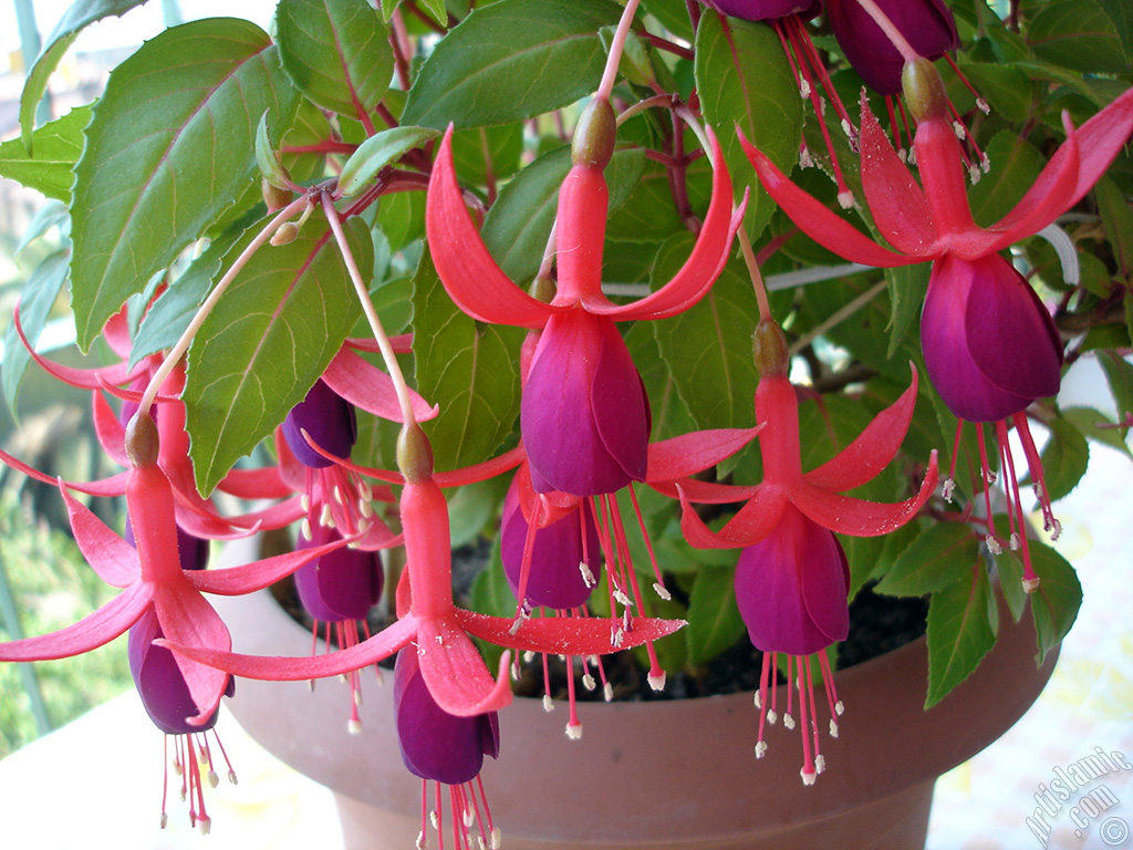 Red and purple color Fuchsia Hybrid flower.
