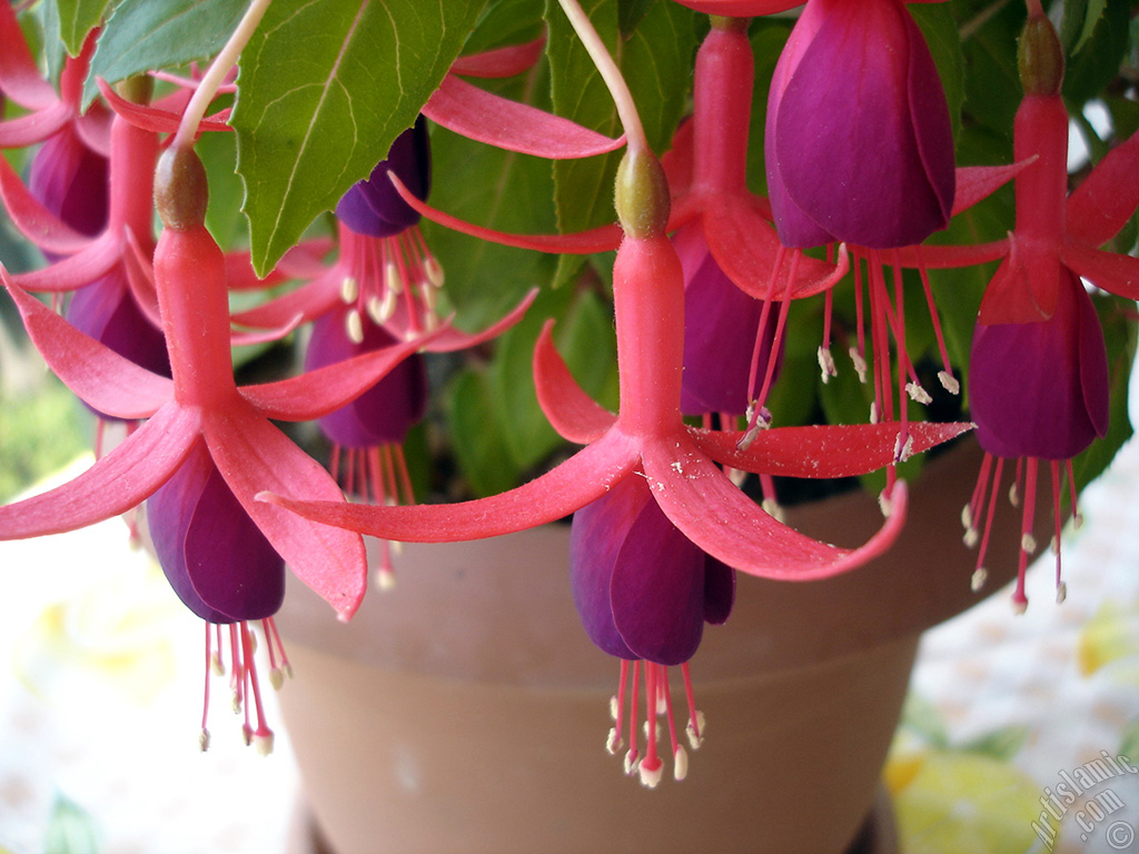 Red and purple color Fuchsia Hybrid flower.
