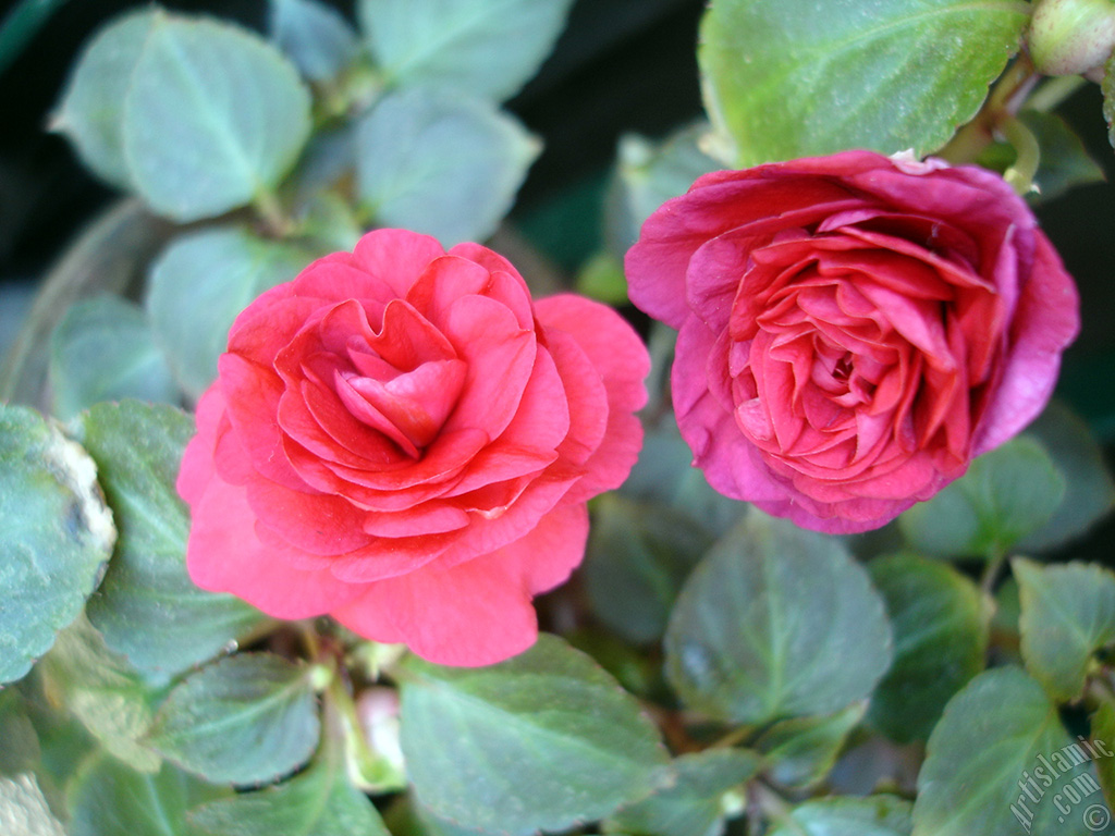 Red color Begonia Elatior flower.
