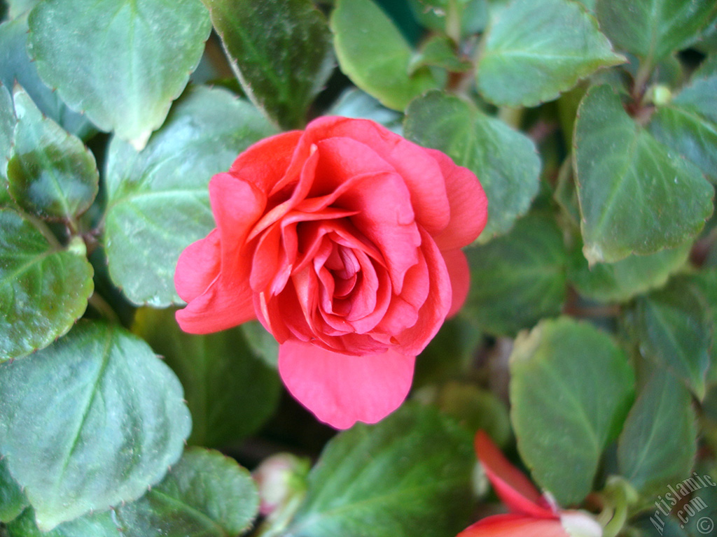 Red color Begonia Elatior flower.
