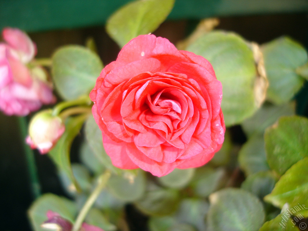 Red color Begonia Elatior flower.
