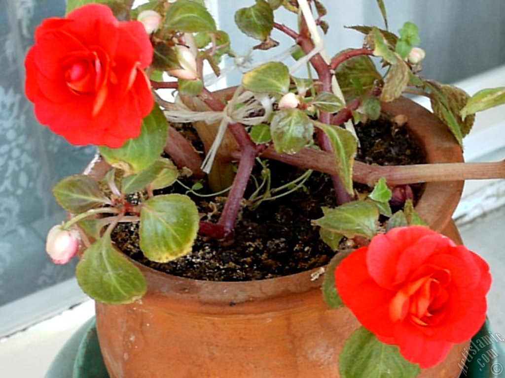 Red color Begonia Elatior flower.
