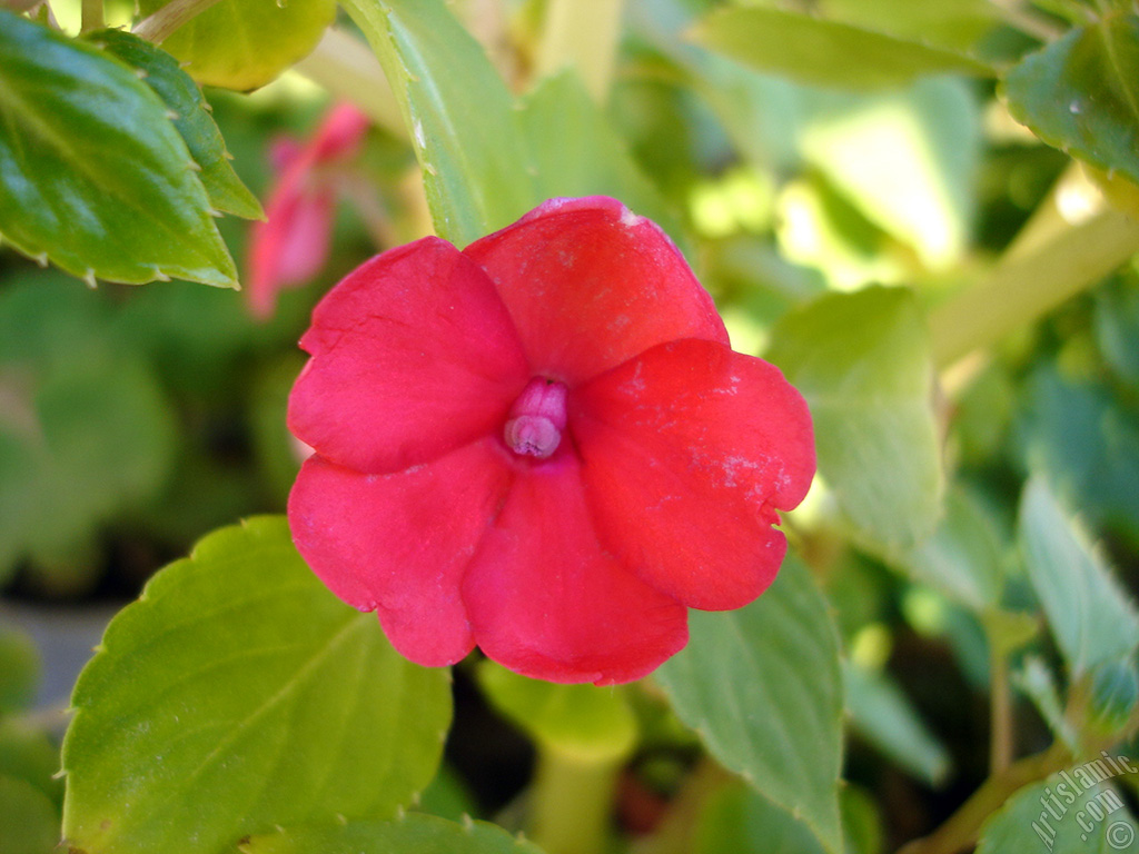 Garden Balsam, -Touch-me-not, Jewel Weed- flower.
