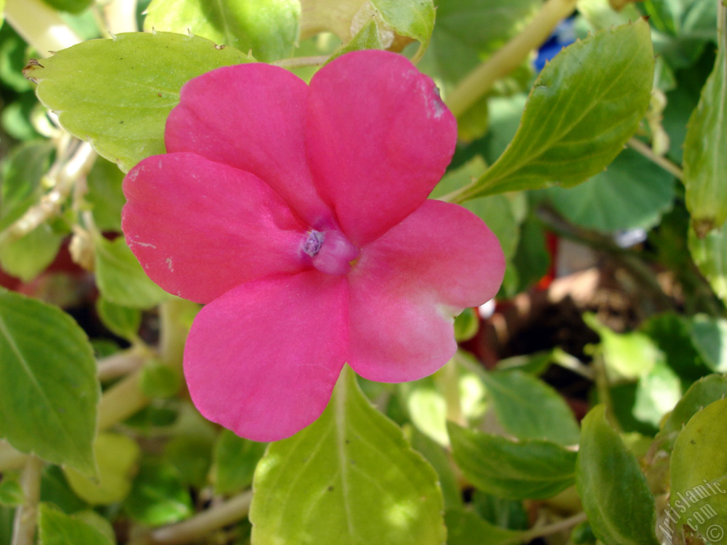 Garden Balsam, -Touch-me-not, Jewel Weed- flower.
