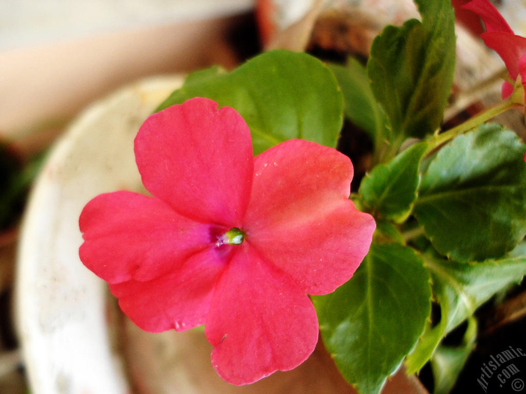 Garden Balsam, -Touch-me-not, Jewel Weed- flower.
